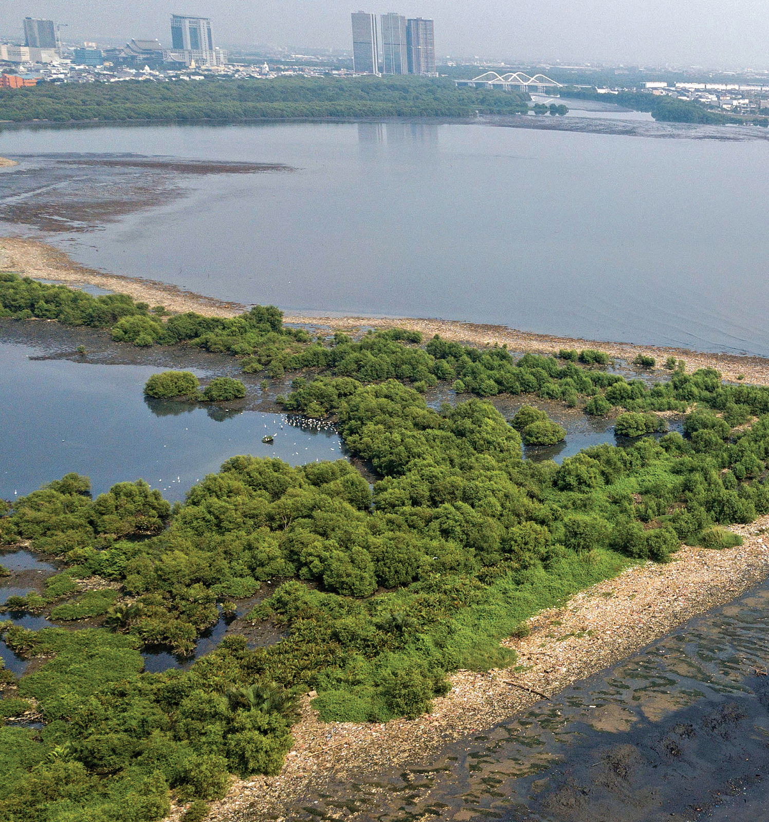 Mengembalikan Mangrove di Pesisir Muara Angke seperti Dulu